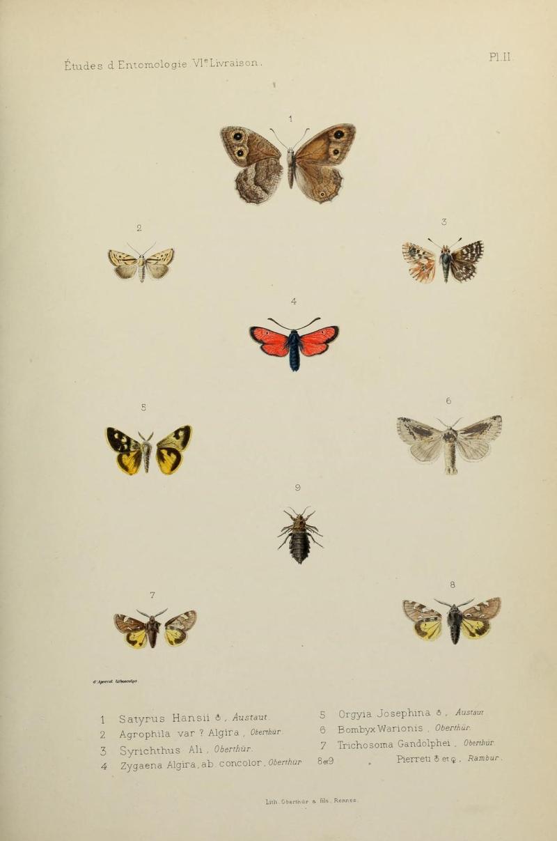 Études d'entomologie (9604566571)