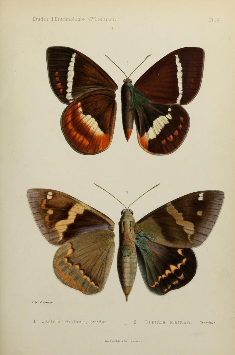 Études d'entomologie (9604568295)