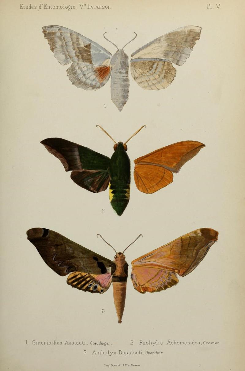 Études d'entomologie (9604569189)