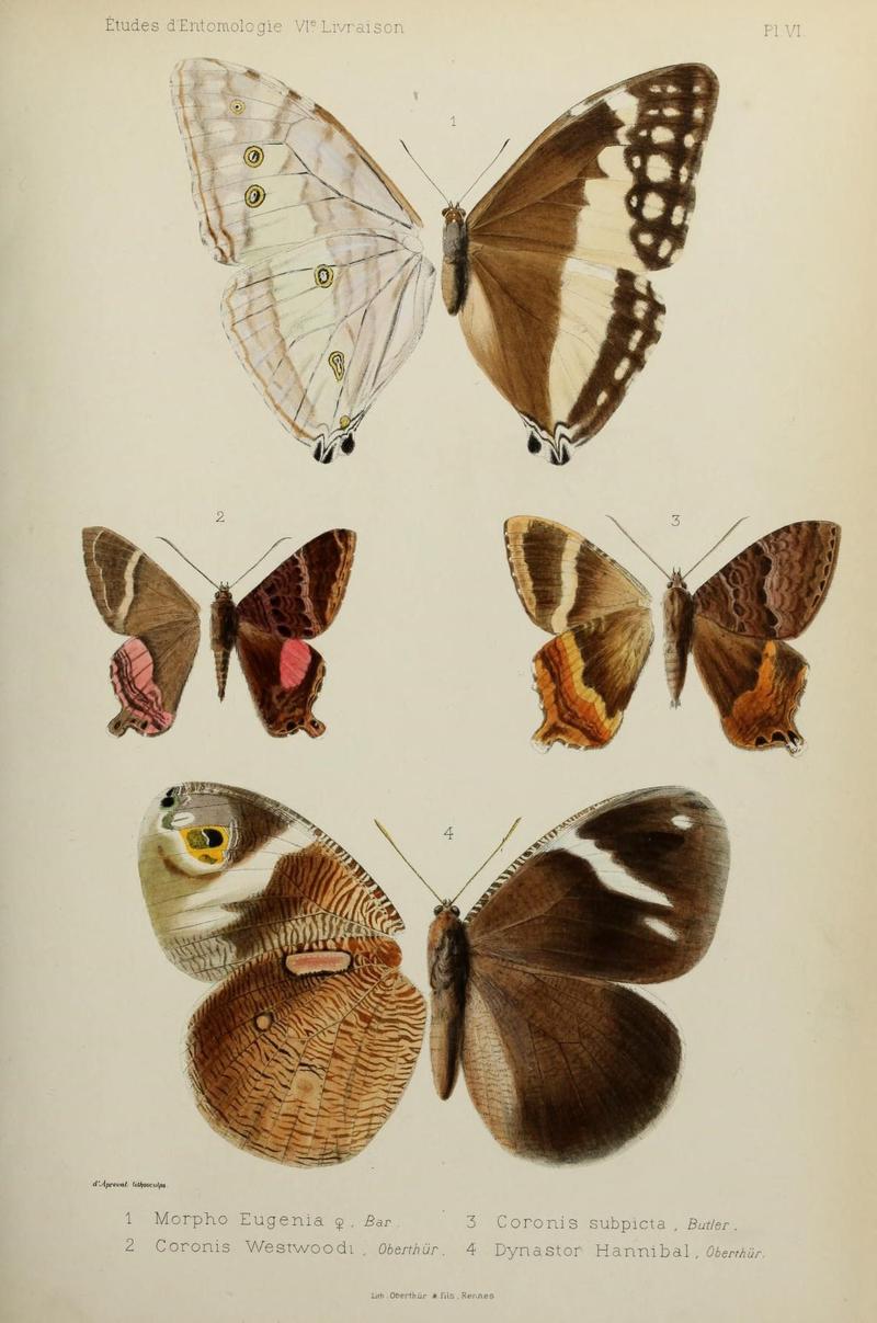 Études d'entomologie (9604570129)