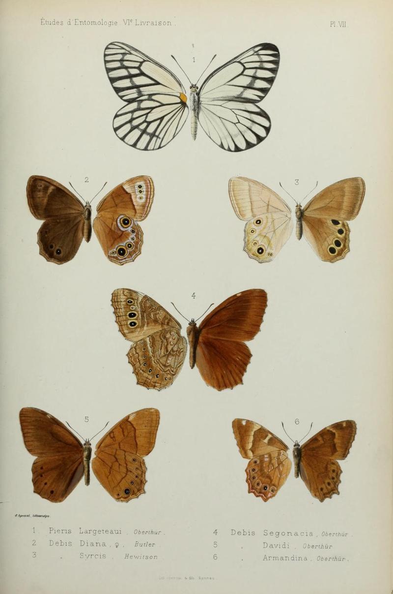 Études d'entomologie (9604570869)
