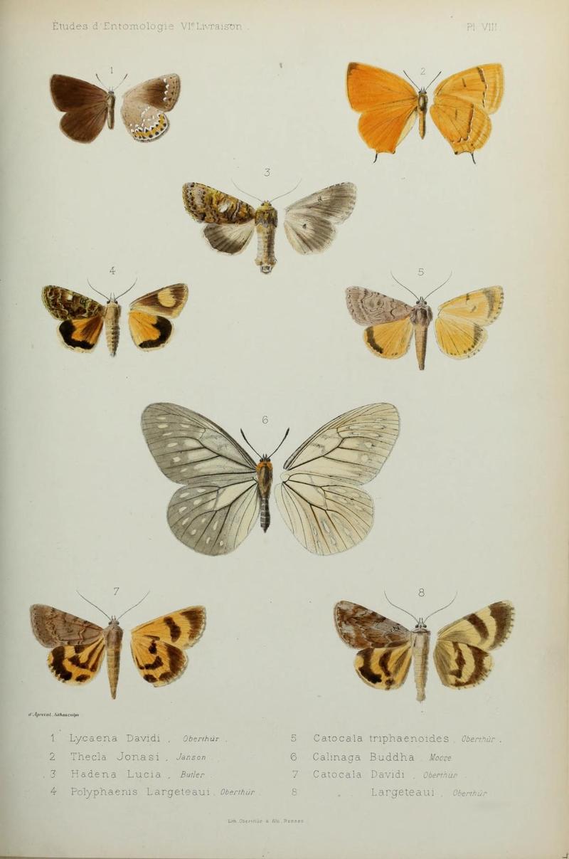 Études d'entomologie (9604571585)