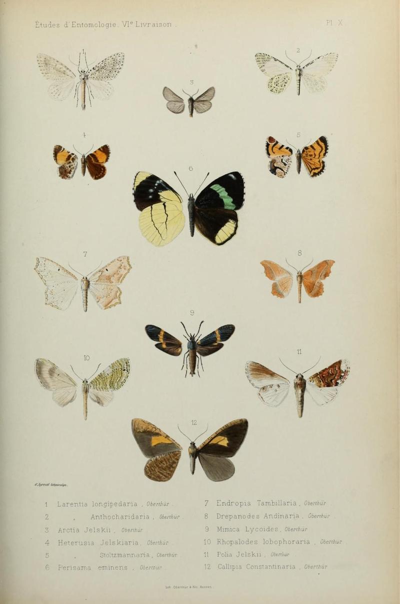 Études d'entomologie (9604572965)