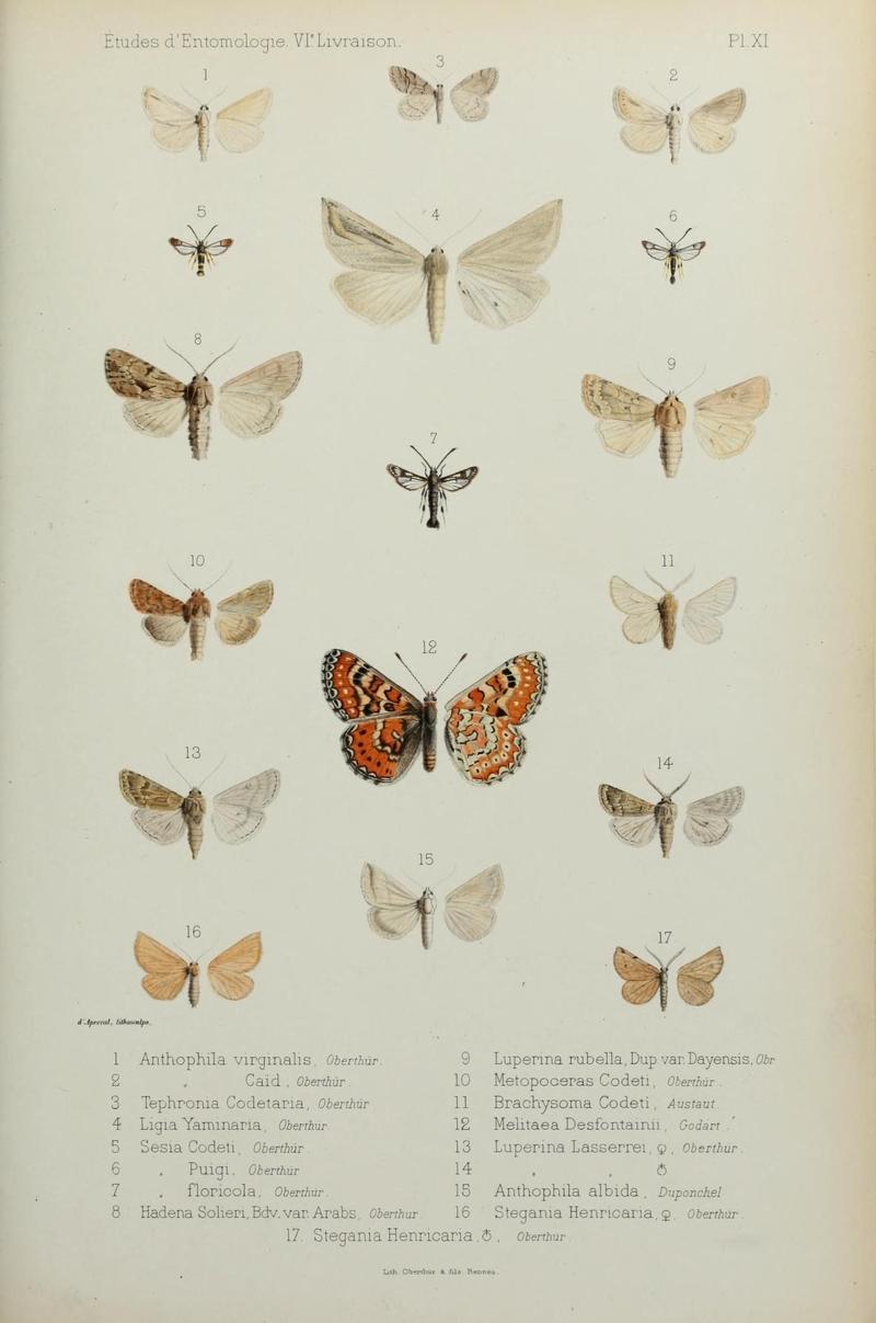 Études d'entomologie (9604573677)