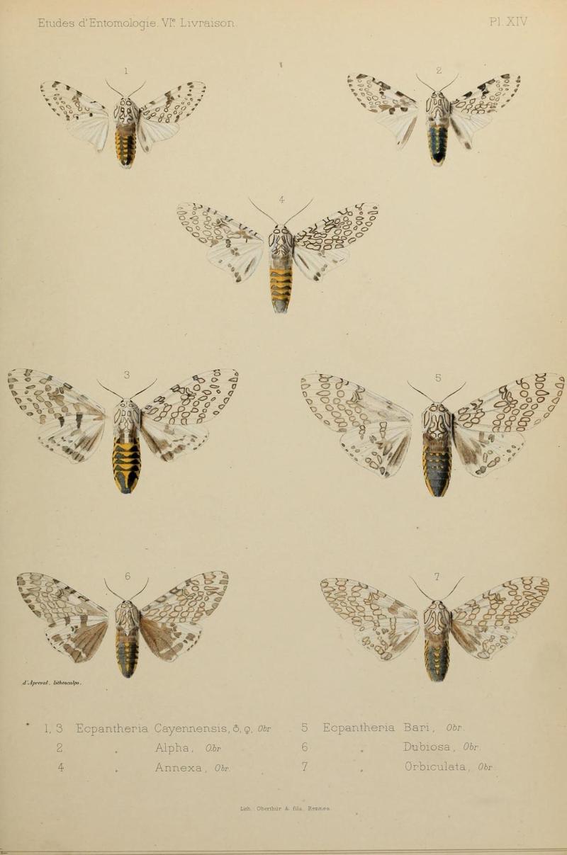 Études d'entomologie (9604575747)