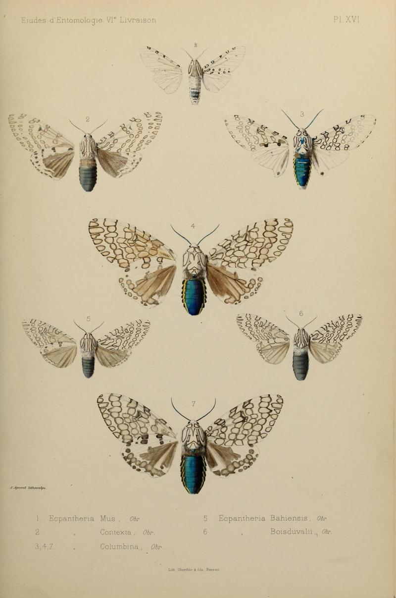 Études d'entomologie (9604577259)