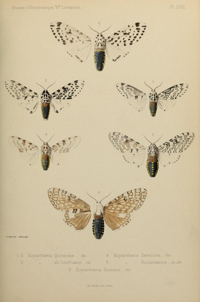 Études d'entomologie (9604578135)