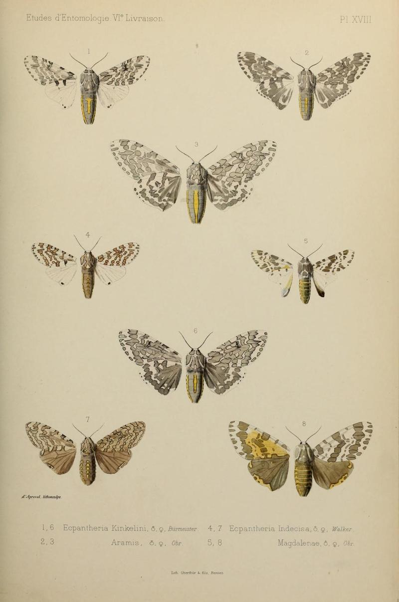 Études d'entomologie (9604578869)