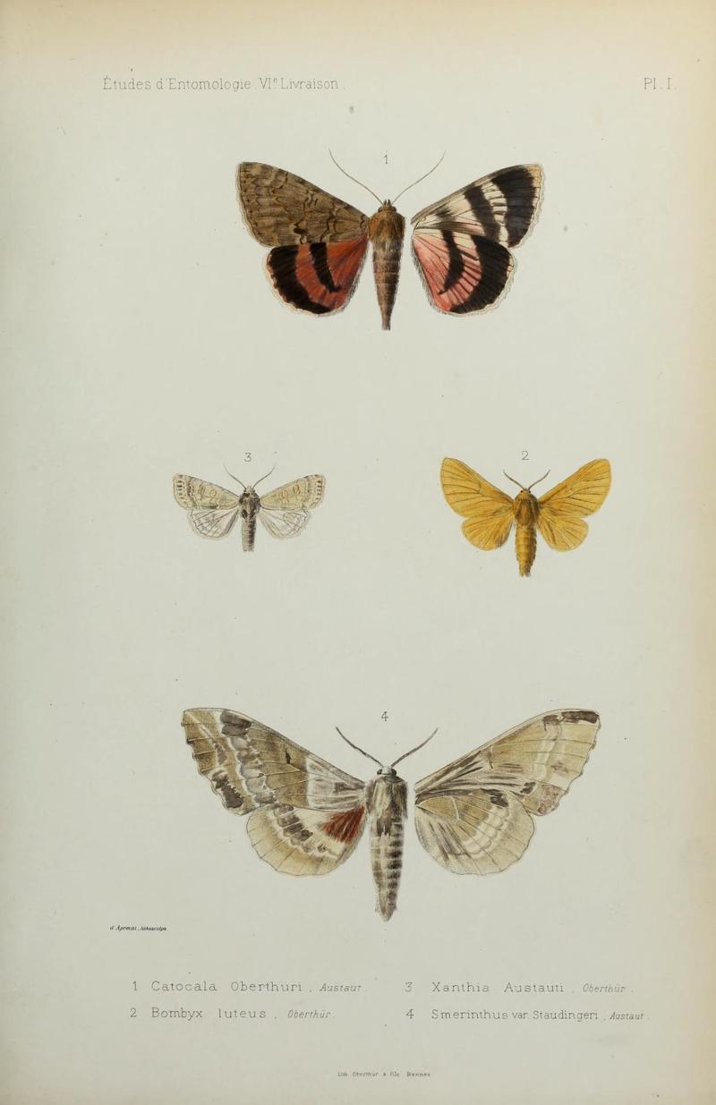 Études d'entomologie (9607800628)