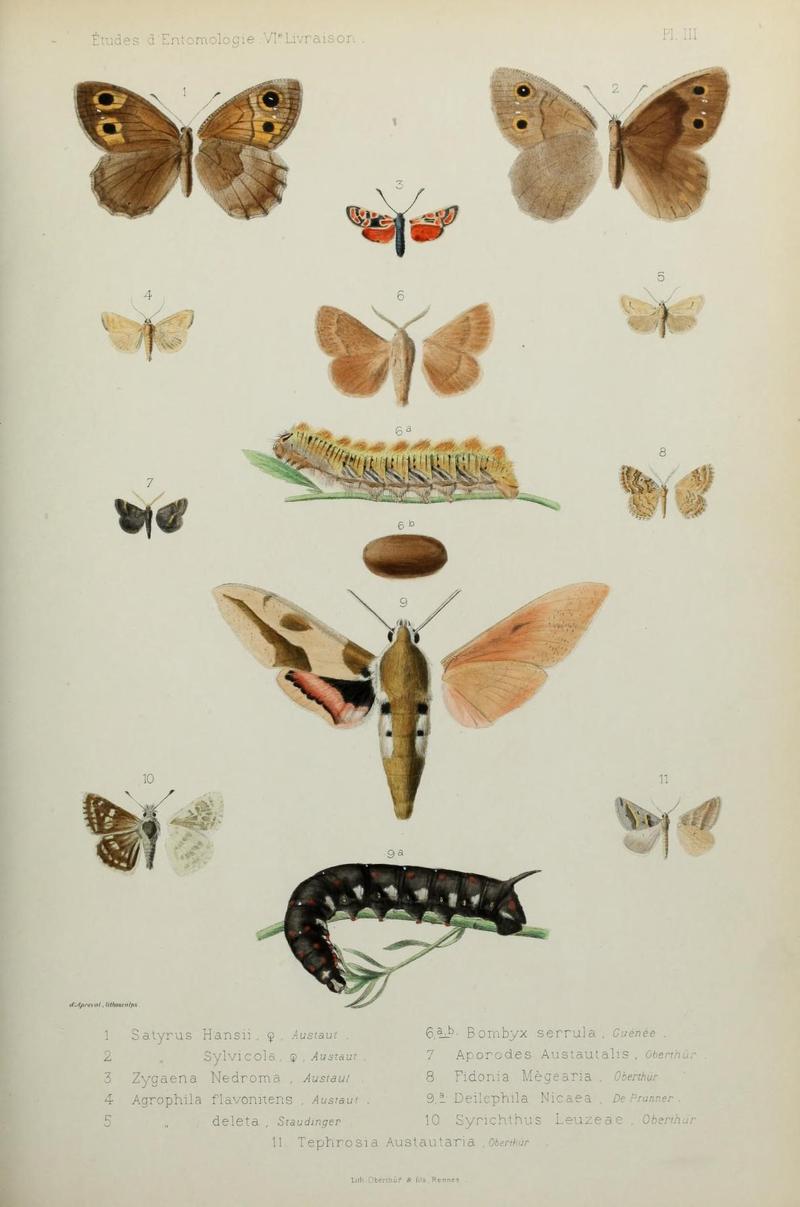 Études d'entomologie (9607802040)