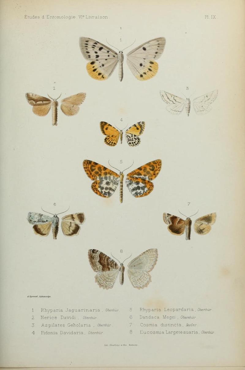 Études d'entomologie (9607806974)