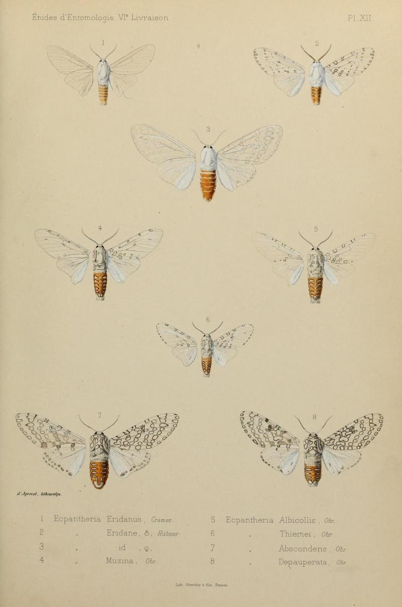 Études d'entomologie (9607809062)