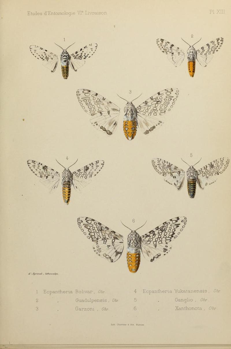 Études d'entomologie (9607809768)