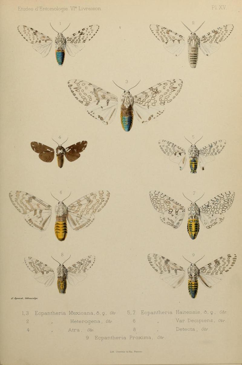 Études d'entomologie (9607811200)