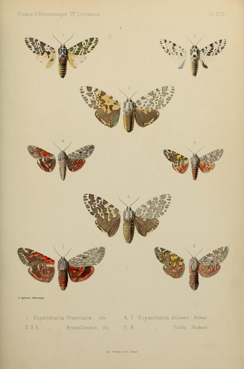 Études d'entomologie (9607814482)