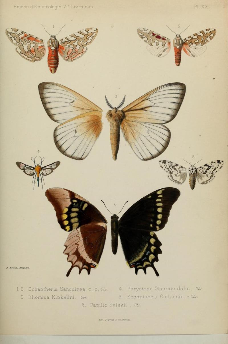 Études d'entomologie (9607815314)