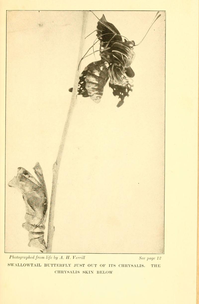 ...Butterflies worth knowing (6220002433)