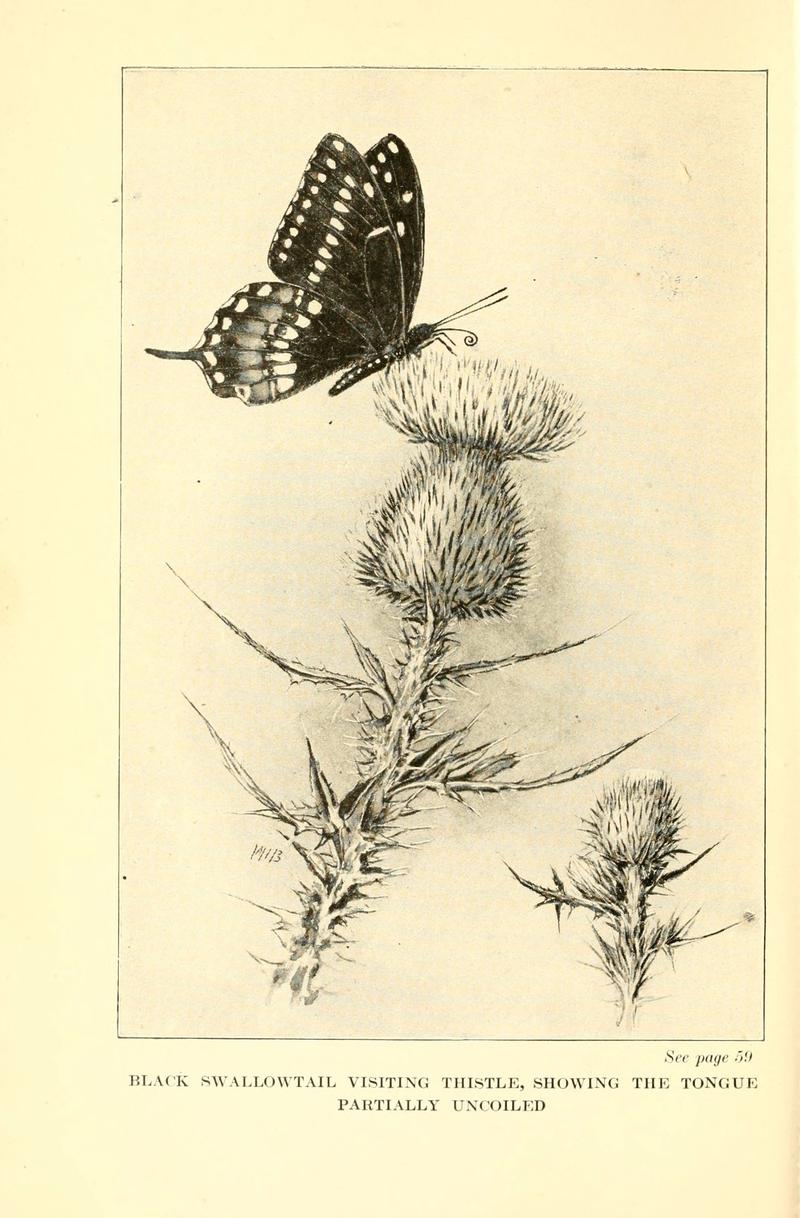 ...Butterflies worth knowing (6220004447)