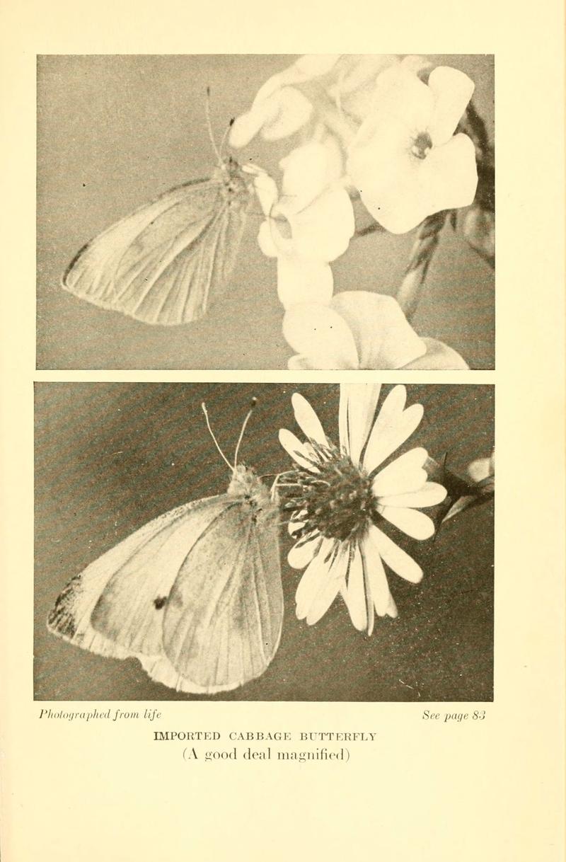 ...Butterflies worth knowing (6220004621)