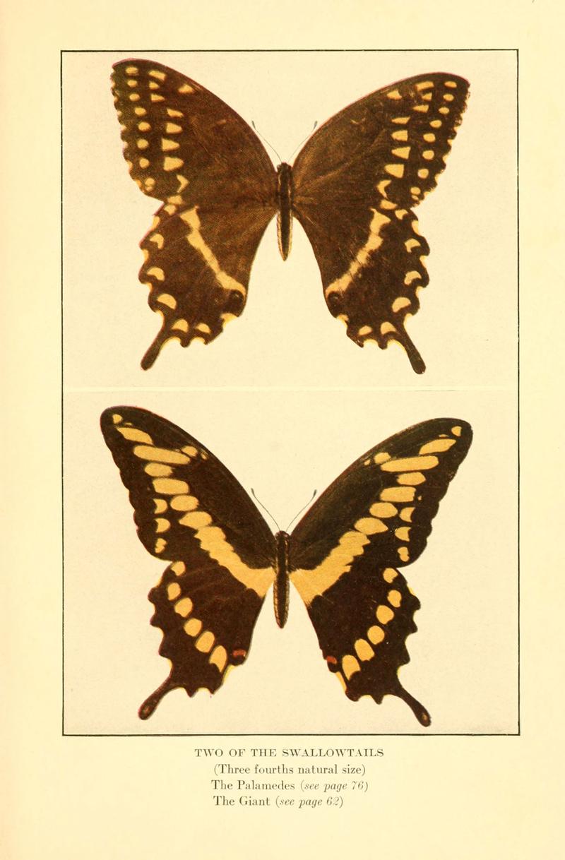 ...Butterflies worth knowing (6220005045)