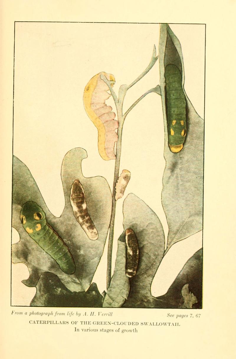 ...Butterflies worth knowing (6220005519)