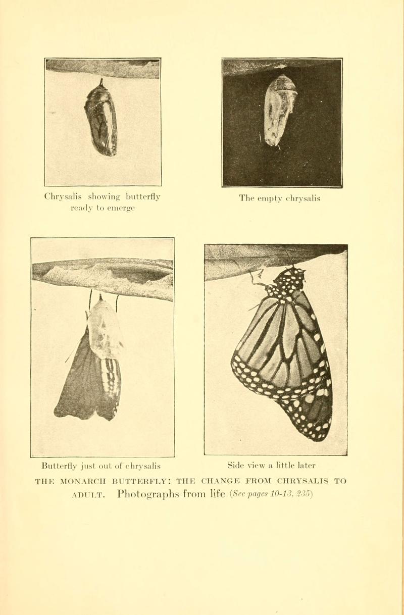 ...Butterflies worth knowing (6220524274)