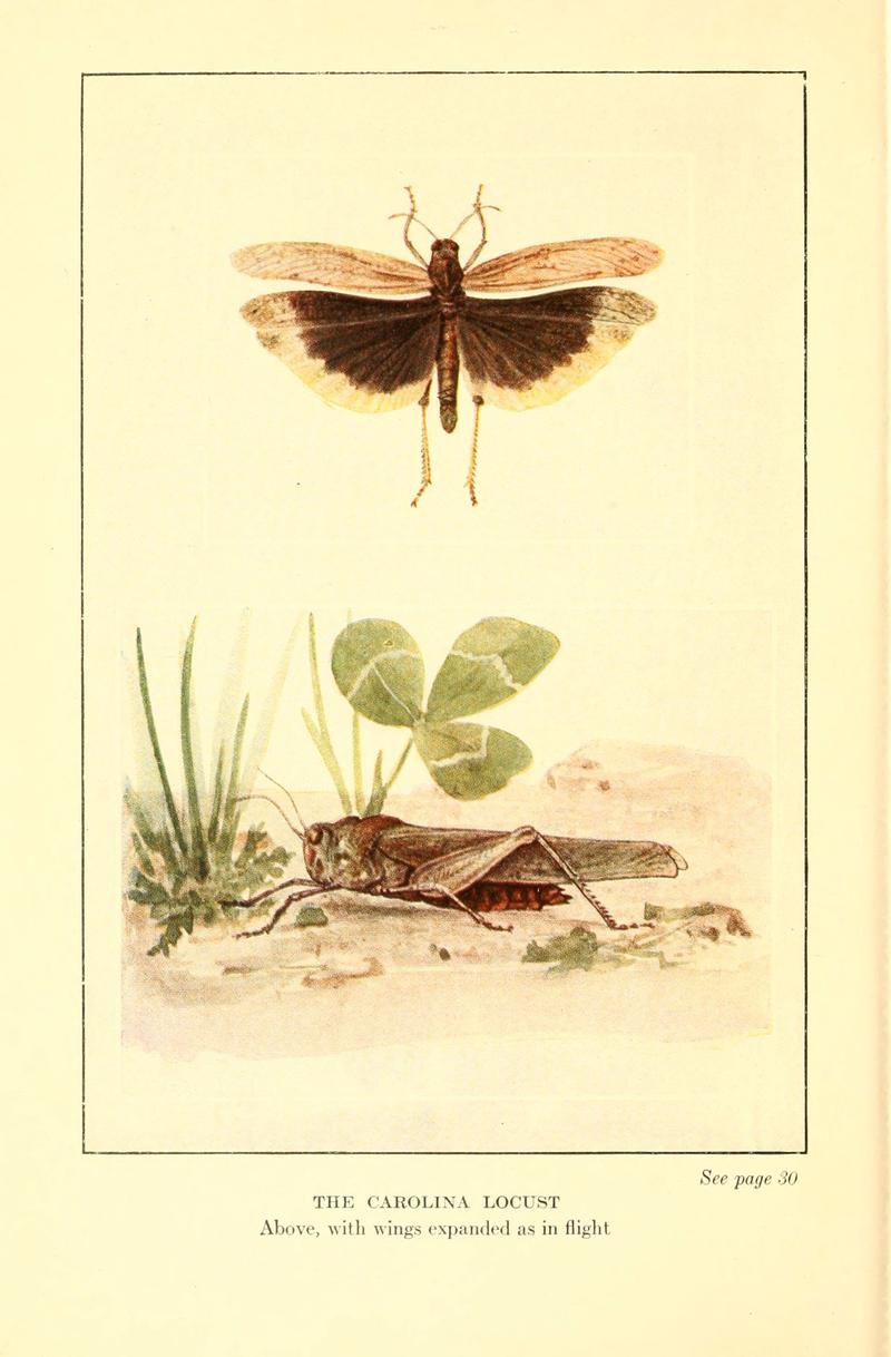 ...Butterflies worth knowing (6220524520)