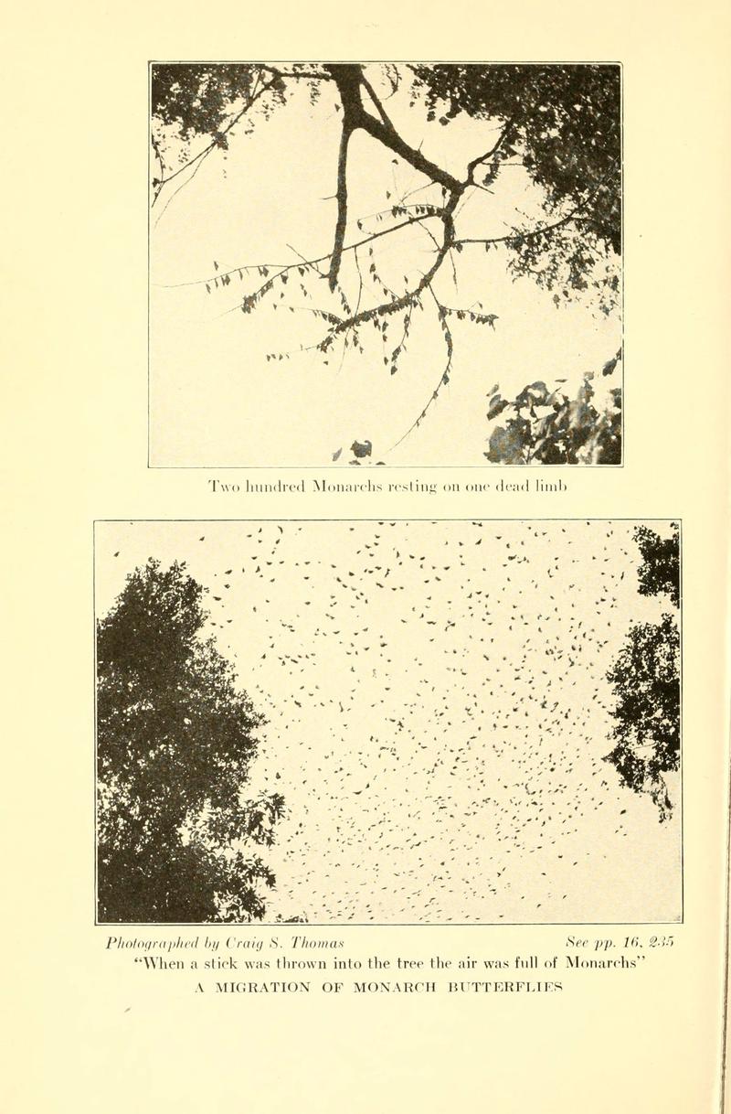 ...Butterflies worth knowing (6220524968)