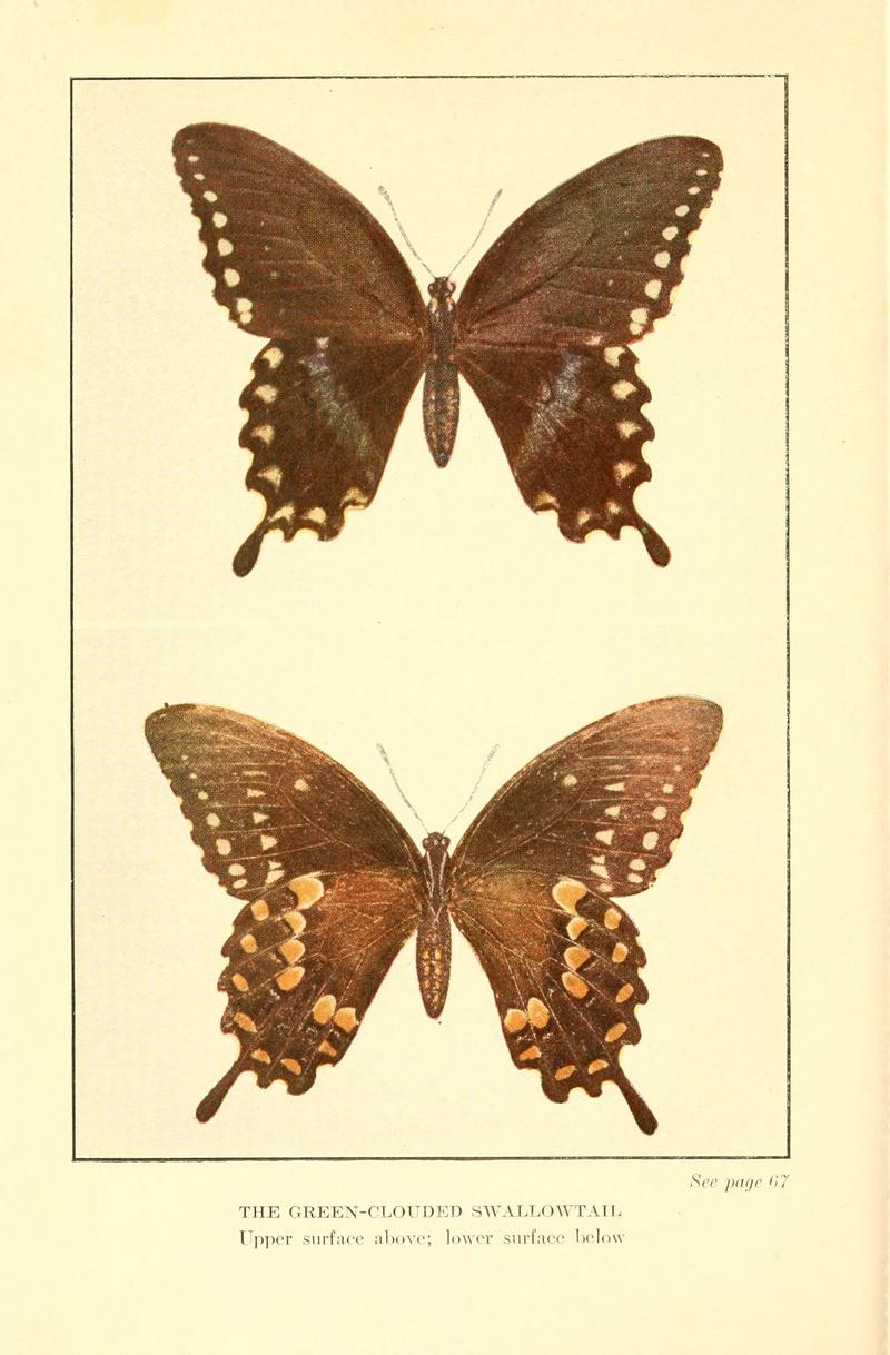 ...Butterflies worth knowing (6220526768)