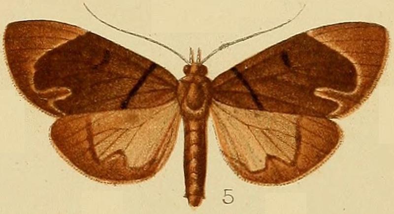 005-Monodonta passalis Kenrick, 1907