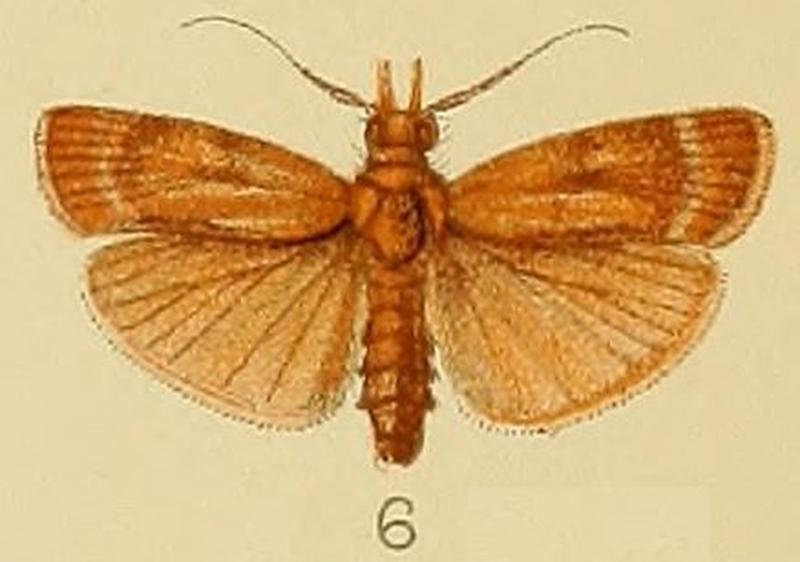 006-Phycita dinawa Kenrick, 1907