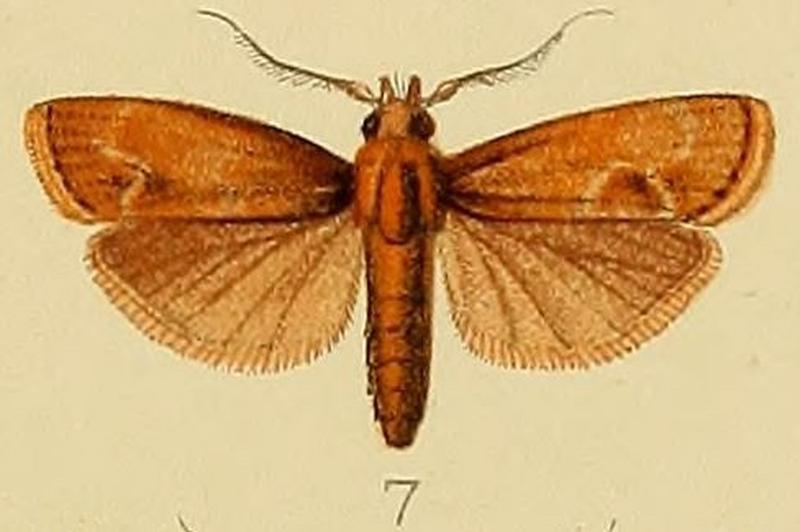 007-Nephopterix fuscalis (Kenrick, 1907)