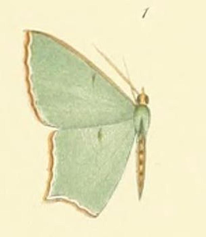 01-Antharmostes interalbicans Warren, 1902