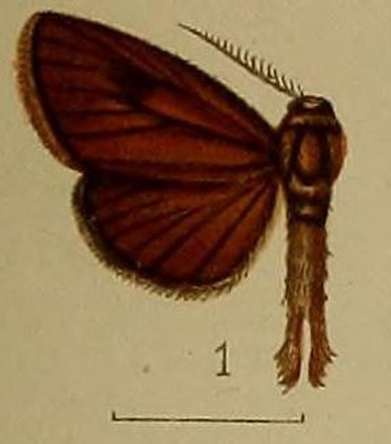 01-Arbela theivora=Indarbela theivora (Hampson 1910)