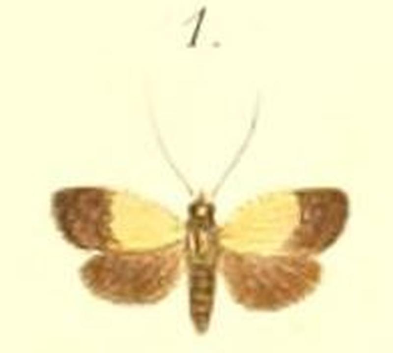 01-Bursadella sulfurella=Loboschiza mediana Walker, 1866