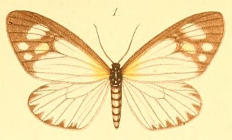 01-Cartaletis gracilis (Möschler, 1887) (Amnemopsyche gracilis)