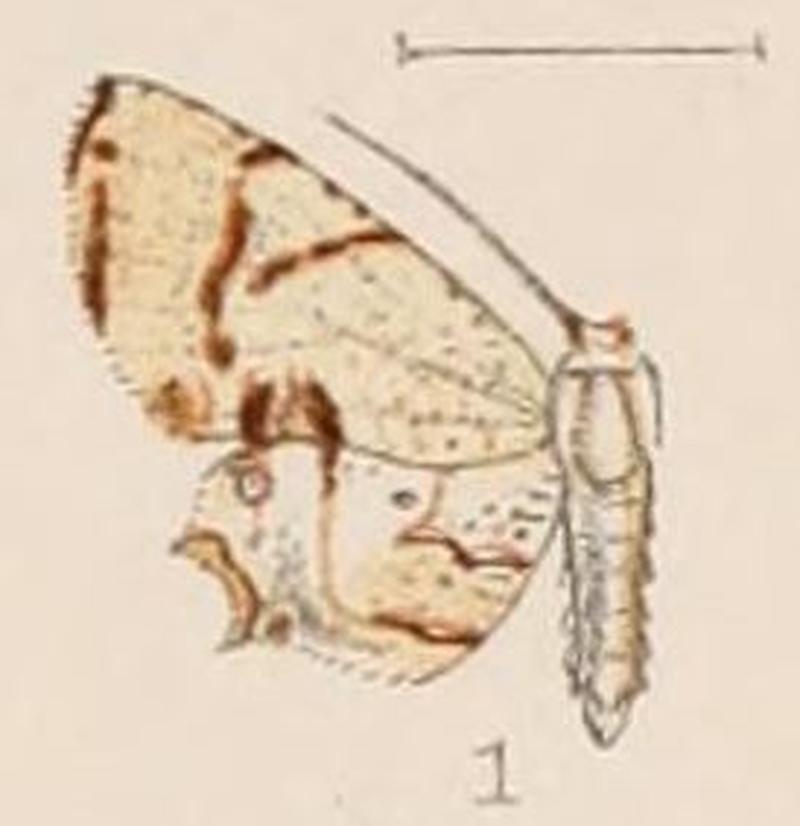 01-Epiplema polei=Pseudodirades polei (Hampson, 1907)