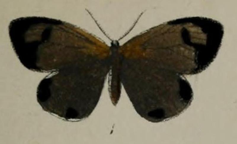 01-Girpa octogesa=Terina octogesa (Druce, 1887)