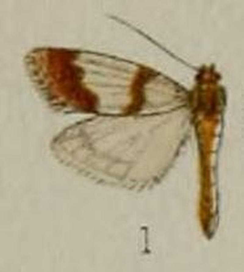 01-Gonodiscus australiensis=Scoparia australiensis (Hampson 1898)
