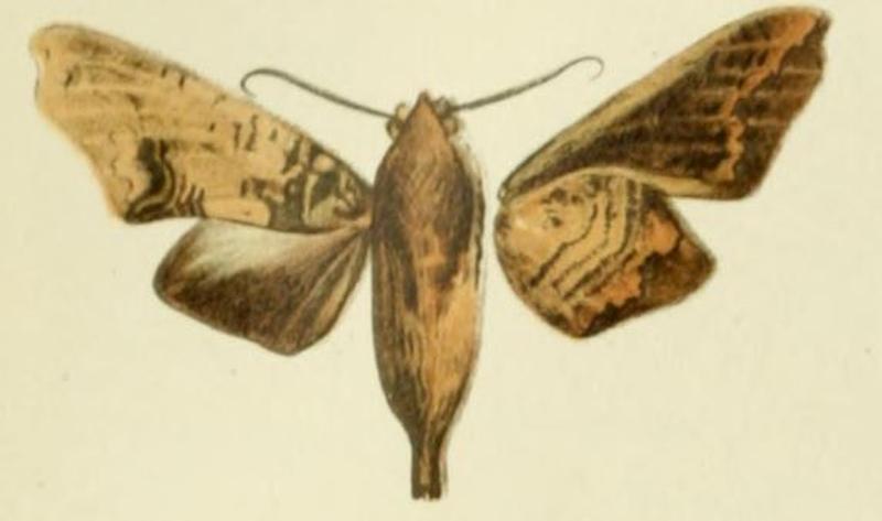 01-Hypaedalia lobipennis Strand, 1913