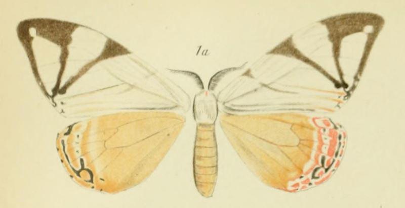 01-Otroeda aino (Bryk, 1915) (Nyctemera)