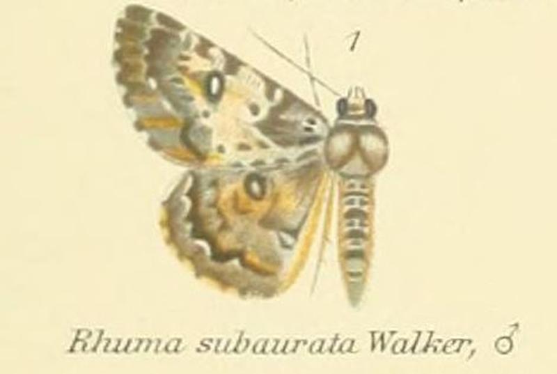 01-Rhuma subaurata