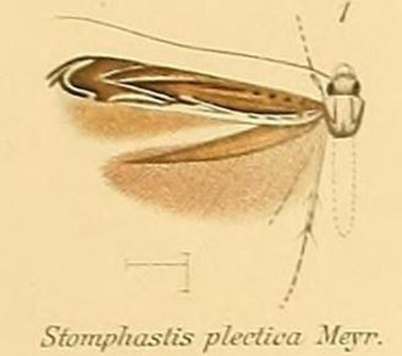 01-Stomphastis plectica (Meyrick, 1908)