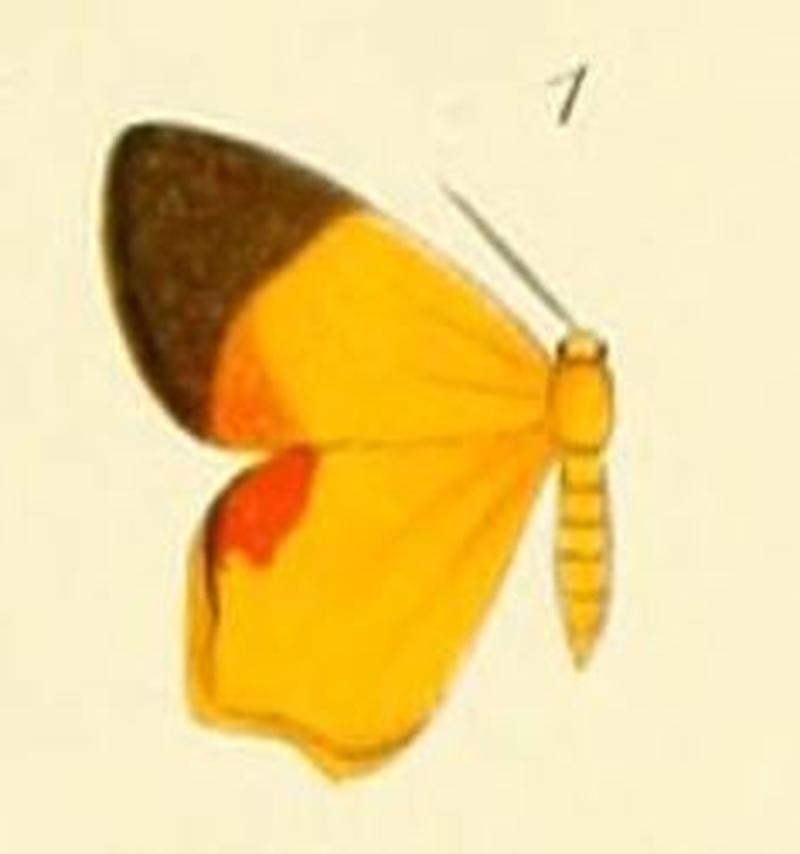 01-Xanthodura trucidata Butler, 1880