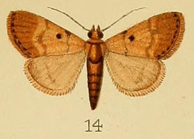 014-Salma unipunctalis (Kenrick, 1907)