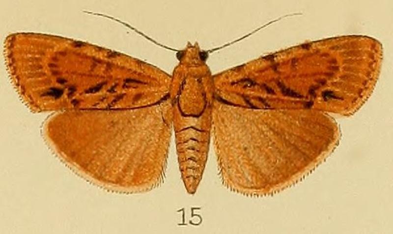 015-Salma caradriniformis (Kenrick, 1907)