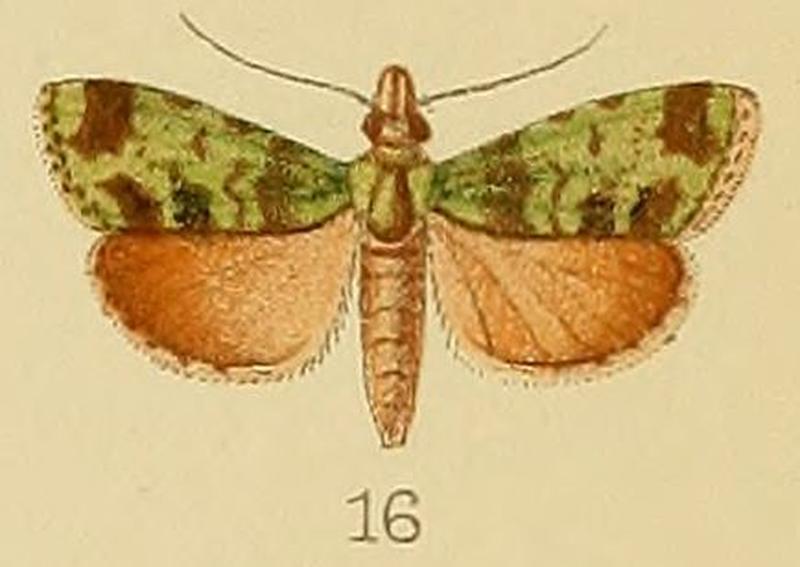 016-Salma pomalis (Kenrick, 1907)