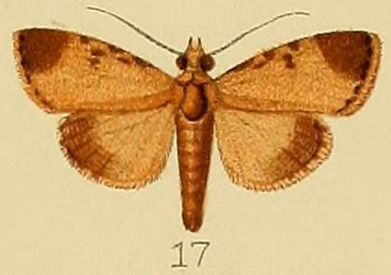 017-Orthaga phaeopteralis Lower, 1902