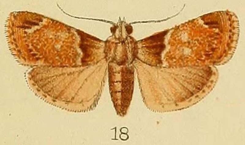 018-Salma apicalis (Kenrick, 1907)