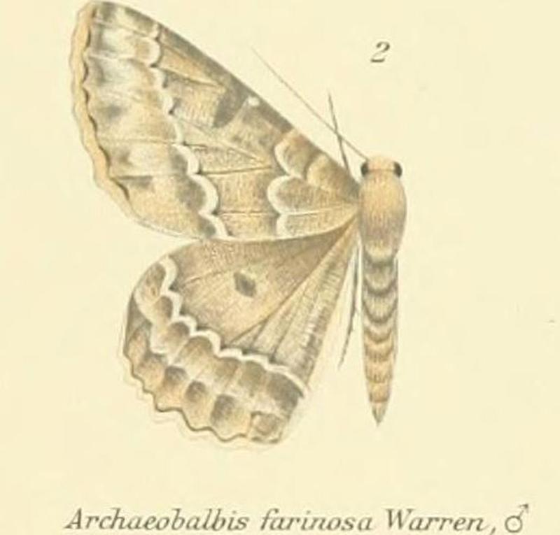 02-Archaeobalbis farinosa